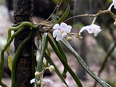 Sarcochilus hillii