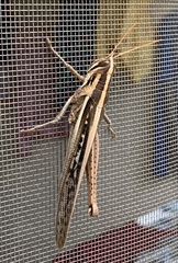 Schistocerca pallens