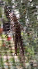 Schistocerca pallens