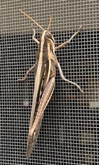 Schistocerca pallens