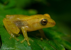 Raorchestes luteolus