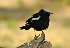 Myrmecocichla arnotti