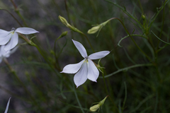 Lithotoma anethifolia