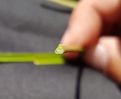 Cyperus longus tenuiflorus