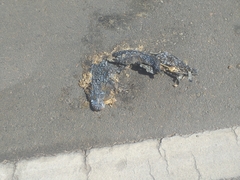 Salvator merianae merianae