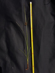 Cyperus longus tenuiflorus