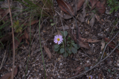Brachyscome microcarpa