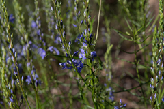 Veronica arenaria
