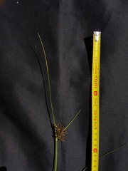 Cyperus longus tenuiflorus