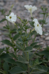 Petunia axillaris
