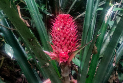 Ananas comosus bracteatus