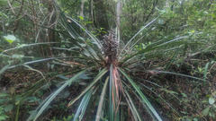 Bromelia antiacantha