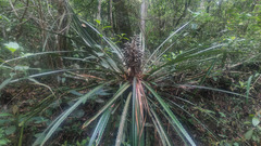 Bromelia antiacantha