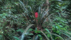 Ananas comosus bracteatus