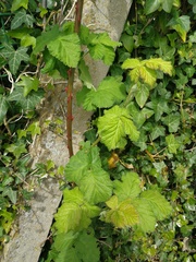 Rubus fruticosus