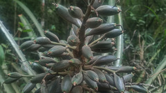 Bromelia antiacantha