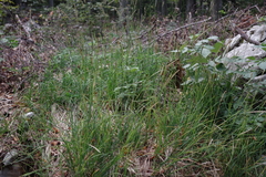 Sesleria autumnalis
