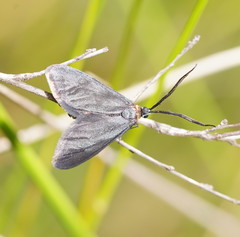 Pollanisus subdolosa