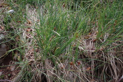 Sesleria autumnalis