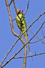 Psittacula cyanocephala