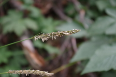Sesleria autumnalis
