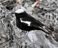 Myrmecocichla arnotti