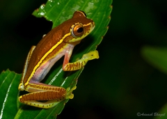 Rhacophorus lateralis