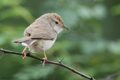 Prinia buchanani