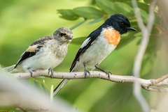 Pericrocotus erythropygius