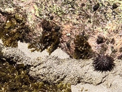 Phragmatopoma caudata