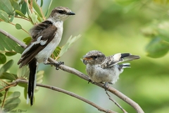 Pericrocotus erythropygius