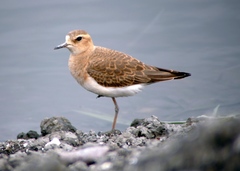 Charadrius veredus