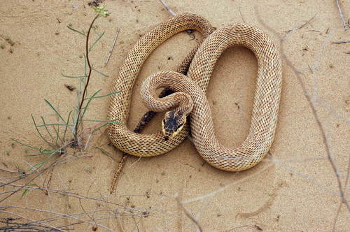 East-Four-lined Ratsnake, Мангистауский район, Казахстан, photo 8 of 10