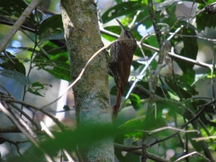 Xiphorhynchus fuscus
