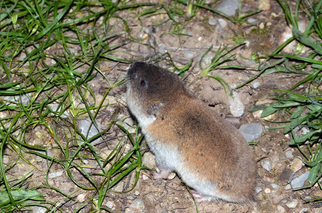 Eastern Mole Vole