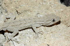 Mediodactylus russowii