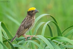 Ploceus manyar
