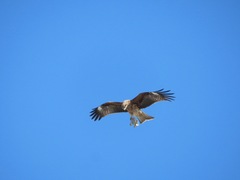 Milvus migrans lineatus