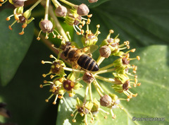 Apis mellifera