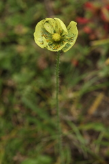 Papaver chakassicum