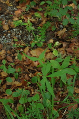 Ranunculus platanifolius