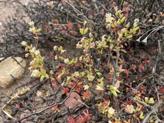 Drosanthemum karrooense