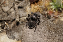Maratus lobatus