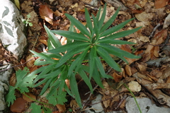 Helleborus multifidus