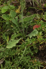 Papaver chakassicum