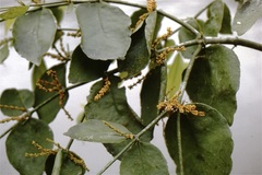 Phoradendron nervosum