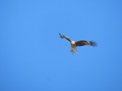 Milvus migrans lineatus