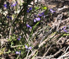Comesperma scoparium