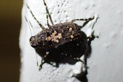 Sphinctotropis paviei