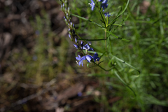 Veronica arenaria